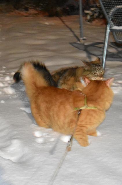 Jane, sice u� n�m tro�ku sn�hu p�ipadlo, ale �olinka a Mac�k ho maj� asi po��d daleko v�c.