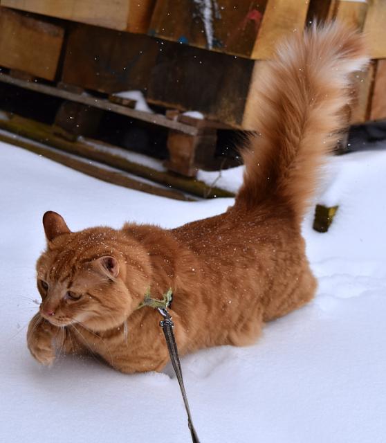 Gisellko, m� p�ece ko�ich jako j�, tak to t� n�jak� sn�en� nem��e rozhodit. Je ale fakt, �e moje holky b�haj jen ve vy�lapanejch nebo vodhrabanejch cesti�k�ch. Holky to maj asi jinak.