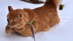 Gisellko, máš přece kožich jako já, tak to tě nějaký sněžení nemůže rozhodit. Je ale fakt, že moje holky běhaj jen ve vyšlapanejch nebo vodhrabanejch cestičkách. Holky to maj asi jinak.