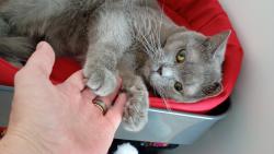 Můžeš si vybrat. Za A) hrabáky
B) zakousnu palec