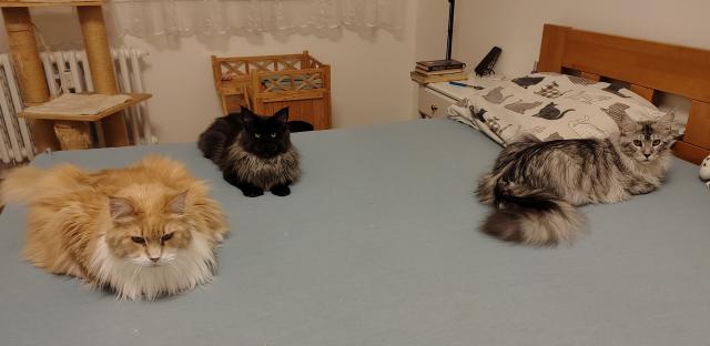 Ty jako chce� j�t do postele? Do jak�? 😸