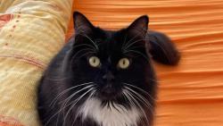 Tak honem, hezky vezmi kart��, j� chci u�esat ko��ek 😸