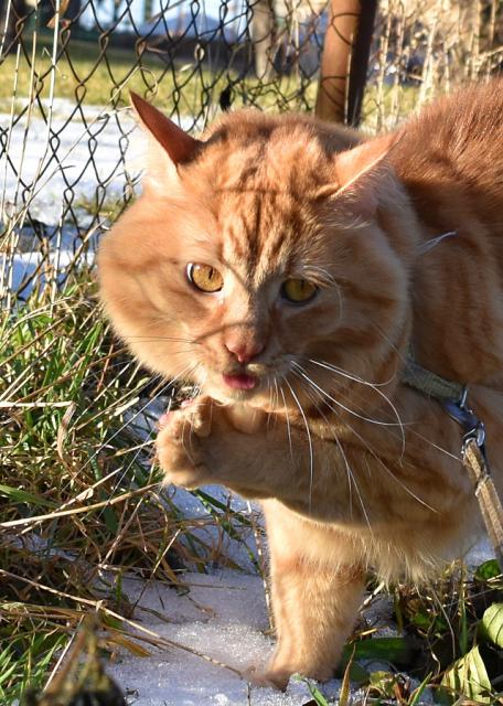 Sn�hu je tady u� hodn� m�lo, ale na tlapce ho tro�ku m�m. J� toti� sn�h tuze r�d olizuju :-)