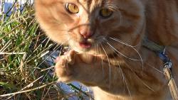 Sn�hu je tady u� hodn� m�lo, ale na tlapce ho tro�ku m�m. J� toti� sn�h tuze r�d olizuju :-)