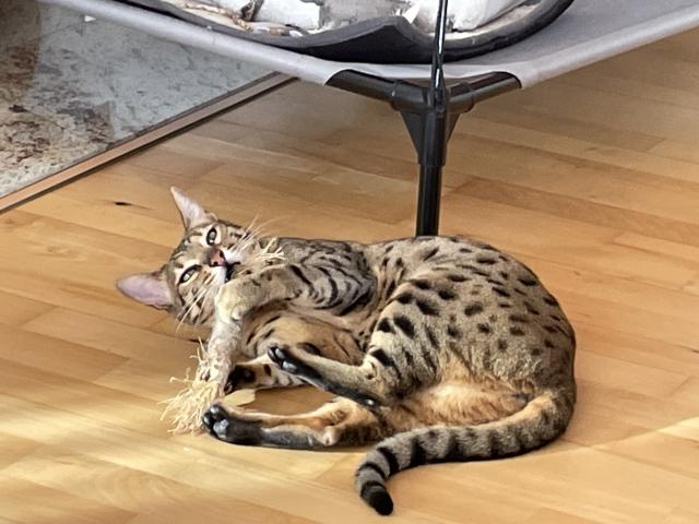 Tohle d��vko m�m moc r�da, kr�sn� se hry�e😸