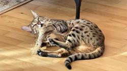 Tohle d��vko m�m moc r�da, kr�sn� se hry�e😸