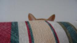 Jestli m� hled� kv�li dobr�tce, tak jsem samoz�ejm� tady.