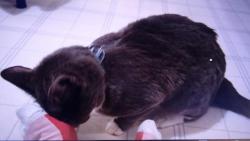 Nuggetek se rád mazlí. Akorát nechápu, proč si vybral zrovna páníkovy nohy. :-)))