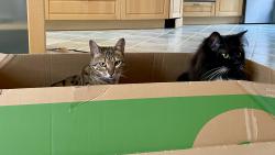 Je�t� n�kolik ko�ek by se do krabice ve�lo😀😀😀