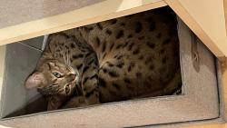 Sem mi ��dn� dal�� ko�ka nepoleze!!!