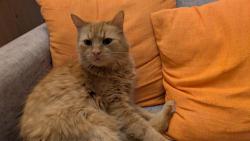 Zasedl jsem pani�ce jej� m�sto na seda�ce