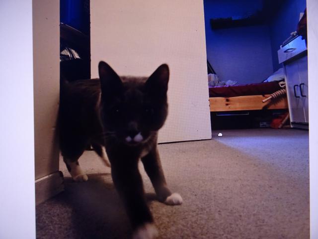 Nugget : n�kdo m� vol�, nejsp� bude n�co  dobr�ho..