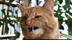 Kryšpína má prej venku bezva kocoura a říkala, že ho večer přivede představit.