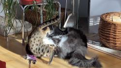 2)…po které následovala výměna názorů …