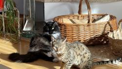 3) Co je??? Jsme přeci hodní,ne?😹