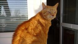 Dneska bylo kr�sn� jarn� po�as�, tak jsme po zim� v�trali ko�ichy.