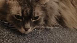 2/ Zas mi ta nasáčkovaná potvora uzmula novou krabici....