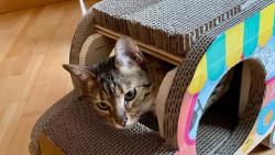 Říkal někdo, že chce svézt?