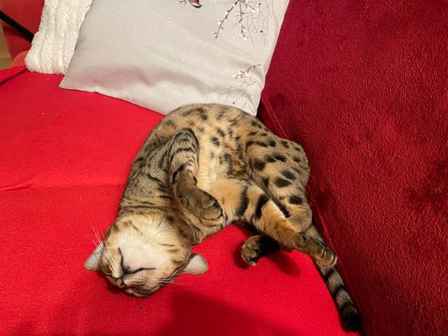 Tohle je nejlep�� zp�sob jak si omotat dvouno�ce kolem tlapky :-)