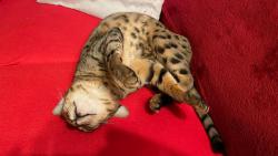 Tohle je nejlepší způsob jak si omotat dvounožce kolem tlapky :-)