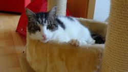 Vzpom�n�me na Fous��ka. Dnes je to 5 let, co ode�el za duhov� most .... St�le n�m moc chyb� ...