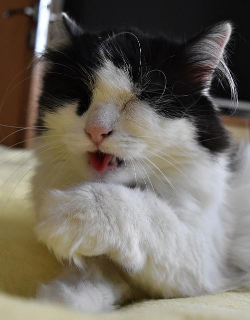 1/3 Jendo, marod�m, tak m�m zaracha. Koukne� se mi do tlamy, jestli nem�m �ervenej krk?