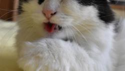 1/3 Jendo, marod�m, tak m�m zaracha. Koukne� se mi do tlamy, jestli nem�m �ervenej krk?