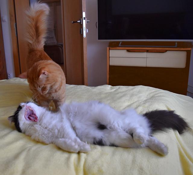 2/3 Kry�p�no, ang�na to nebude. Koukej se ale umejt, jsi dost u�mudlan�. V posteli se maj v�let jenom �ist� ko�i�ky.