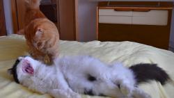 2/3 Kry�p�no, ang�na to nebude. Koukej se ale umejt, jsi dost u�mudlan�. V posteli se maj v�let jenom �ist� ko�i�ky.