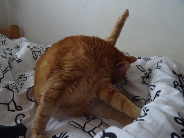 Kry�p�na pov�dala, �e do postele m� j�t ko�i��k �ist�.Tak si hnedle mu�m p�em�chnout spo��ry.