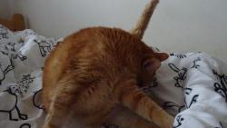 Kry�p�na pov�dala, �e do postele m� j�t ko�i��k �ist�.Tak si hnedle mu�m p�em�chnout spo��ry.