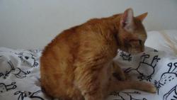 Tak to by mohlo sta�it, nic se nem� p�eh�n�t. Ani to myt�.