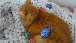 Kr�sn� velikono�n� sv�tky v�em ko�i�k�m, kocour�m a jejich dvouno�c�m p�eje Ad�mek.