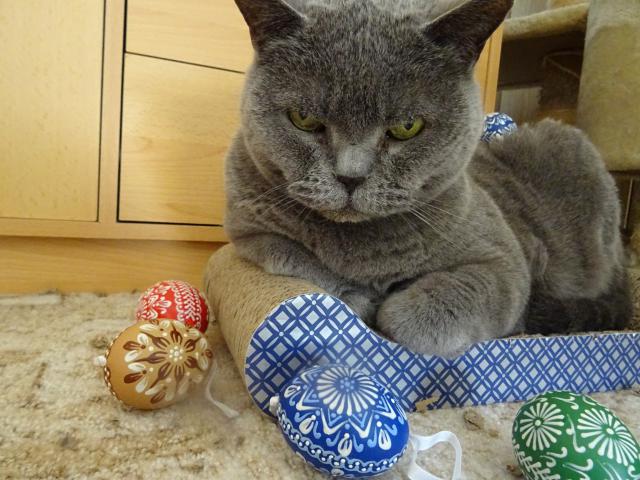 J� tak� p�eji v�em kr�sn� velikono�n� sv�tky. P�eji i za Macka, ten se necht�l fotit. :-)))