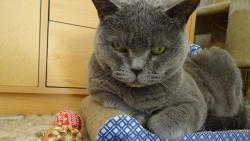 J� tak� p�eji v�em kr�sn� velikono�n� sv�tky. P�eji i za Macka, ten se necht�l fotit. :-)))