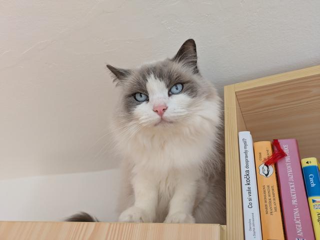 Kouk�m na pani�ku, jak um�v� okna