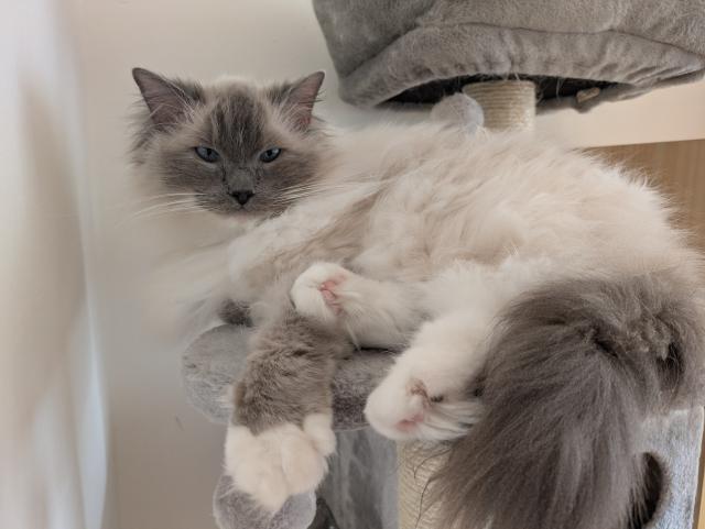 M�me nov� ko�kostrom, co n�m lad� k srsti 🙂