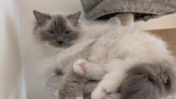 Máme nový kočkostrom, co nám ladí k srsti 🙂