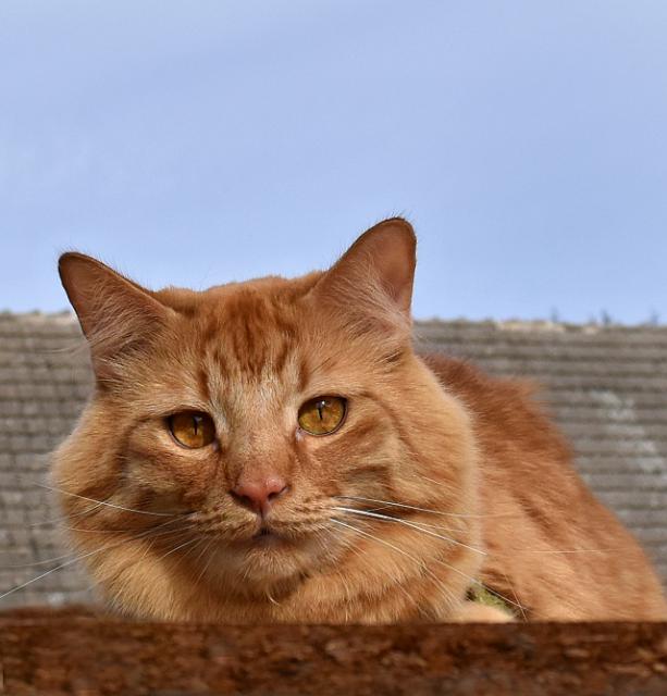 3/3 J� letos koledovat nebudu, p�� vid�m, �e Kry�p�na si vykoledovala jednu na budku.