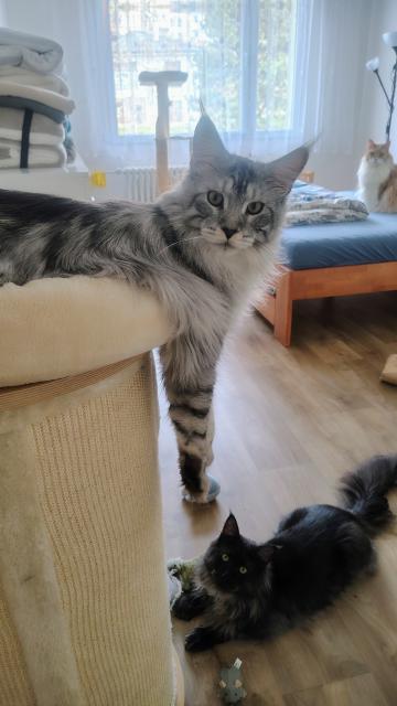 �e prej jsem komik. Nev�m, o �em mluv�, ty moje voln� vis�c� paci�ky jsou p�ece norm�ln�!