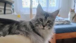 Že prej jsem komik. Nevím, o čem mluví, ty moje volně visící pacičky jsou přece normální!