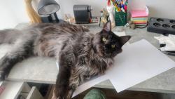 Ty chceš kreslit? To máš smůlu 😸😸