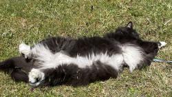 Vyh��v�m si ko��ek