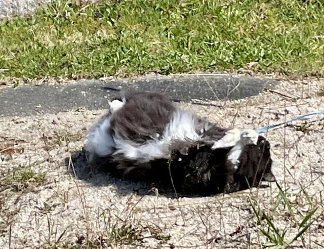 Pudruju si ko��ek 😀