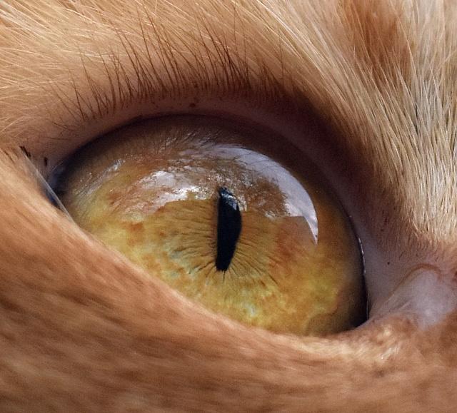 Renata nev�d�la, �e ko�ky maj� na horn�m v��ku �asy :-)