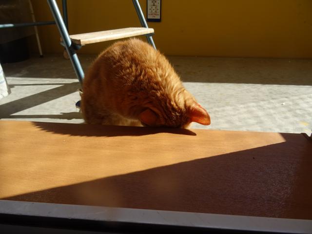 Pot�ebuju se po�kr�bat na tem�nku.