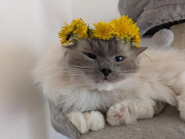 Pani�ka mi upletla v�ne�ek z pampelisek 🙂