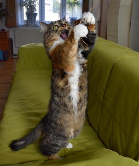 3/4 Pak n�sledoval stoj na zadn�ch.