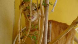 Jup��, u� zase za��naj� r�st l�ste�ky.