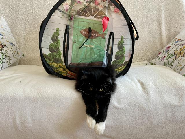 Takhle odpo��vat, tak to m��e vymyslet jen Mac�k😹😹😹